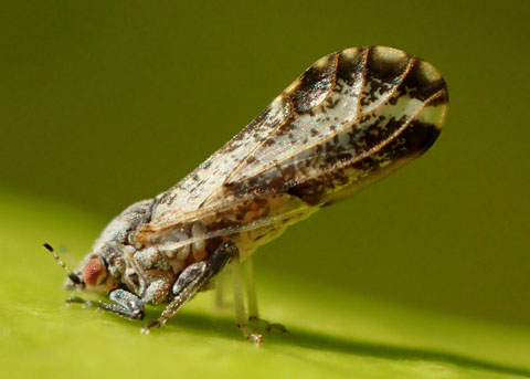 Asian Citrus Psyllid Diaphorina Citri Asian Citrus Psyllid Diaphorina Citri
